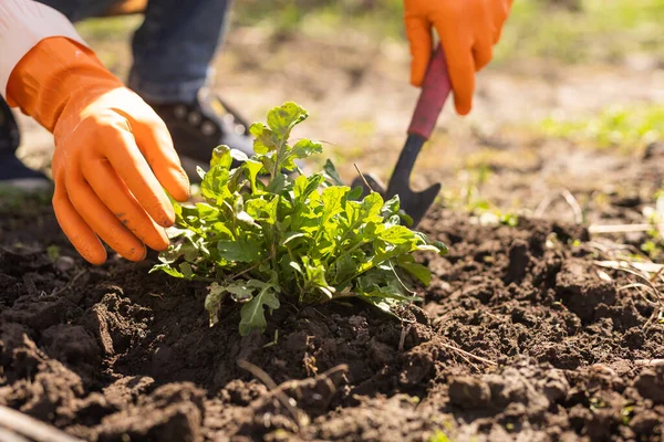 Sebze bahçesinde çiftçilik.