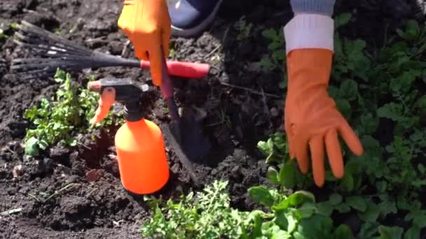 Bahçıvanın elleri bahçeden sebze ekiyor ve topluyor. Eldivenli bahçıvan tohum için toprağı hazırlar.. — Stok video