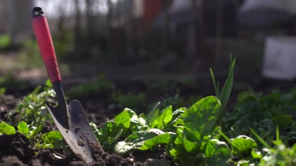 Spenat växer i trädgården. Färska naturliga blad av spenat växer i sommar trädgård — Stockvideo