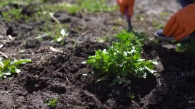 Sebze bahçesinde çiftçilik.