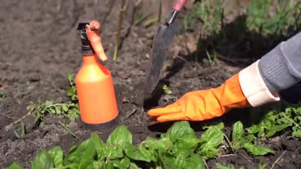 Spinazie plukken in een eigen tuin. Bioblakken — Stockvideo