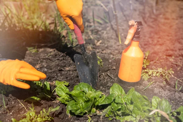 庭師は裏庭の庭から野菜を植えたり摘んだりします。手袋の庭師は苗のための土壌を準備する. — ストック写真