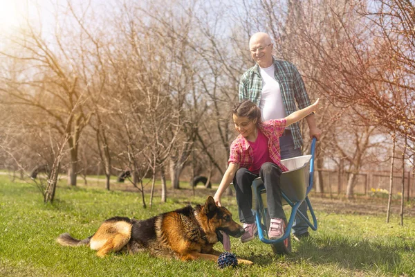 Gardening, grandfather and granddaughter in the garden — 스톡 사진