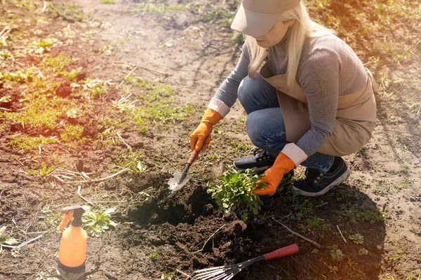 Jardineros manos plantación y recolección de verduras del jardín del patio trasero. Jardinero en guantes prepara el suelo para las plántulas. — Foto de Stock