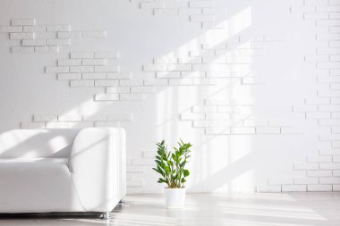 Kanepe ve yeşil bitki. Oda içi..