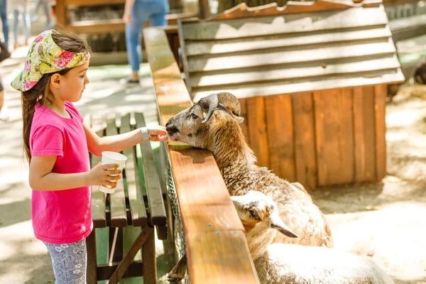 Çiftlikte keçiyi besleyen tatlı küçük çocuk.