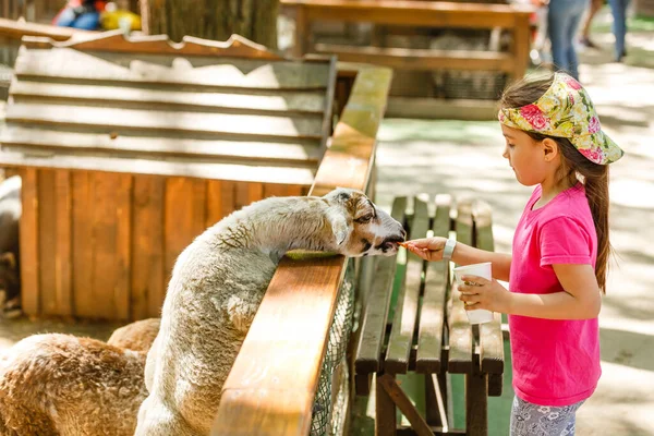 Menina prepara animais no zoológico de contato. Alimentação de animais de estaleiro — Fotografia de Stock
