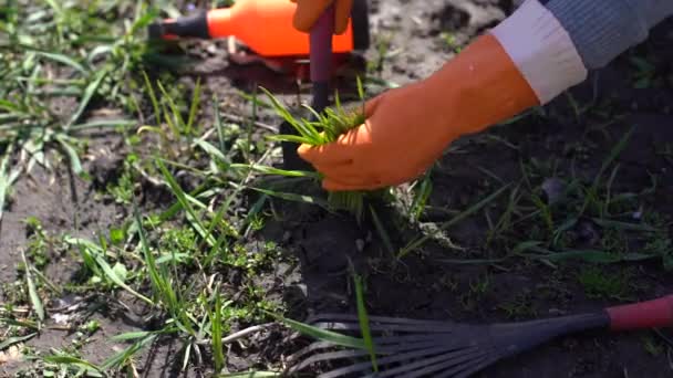 Jardiniers mains plantation et cueillette de légumes dans le jardin arrière-cour. Jardinier dans des gants prépare le sol pour les semis. — Video