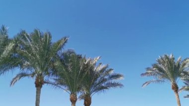 Güneşli bir günde palmiye ağaçlarının alçak açılı görüntüleri. Açık mavi gökyüzüne karşı palmiye ağaçları. Tropikal alanlar kavramı. Rüzgarda sallanan hindistan cevizi ağaçları. Bir arkaplan resmi için mükemmel