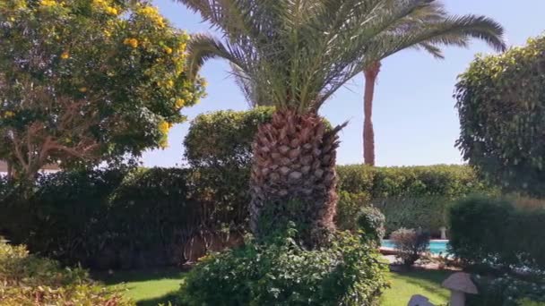 Пальмы на фоне отеля — стоковое видео