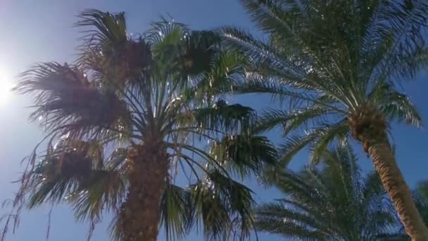 Palmen im Tiefflug an einem sonnigen Tag. Palmen vor dem strahlend blauen Himmel. Konzept der tropischen Gebiete. Kokospalmen wiegen sich im Wind. Perfekt für ein Hintergrundbild — Stockvideo