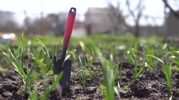 Mladé zelené jarní výhonky česneku za slunečného dne na pozadí tmavé půdy — Stock video