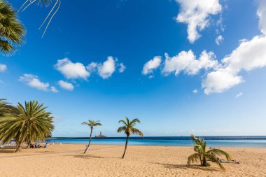 Sahilde palmiye ağaçları