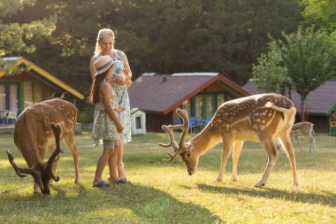 tapılası çocuk çiftlikte geyik besliyor. Hayvanat bahçesinde hayvan besleyen güzel bir bebek. Heyecanlı ve mutlu bir aile haftasonu.