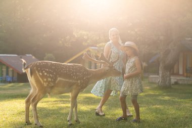 Çocuk hayvanat bahçesinde geyik besliyor. Çocuklar dışarıdaki hayvanları besler. Çiftlikte ren geyiğini izleyen küçük bir kız. Çocuk ve evcil hayvan. Hayvanat bahçesine yaz tatili. Geyik sürüsü.