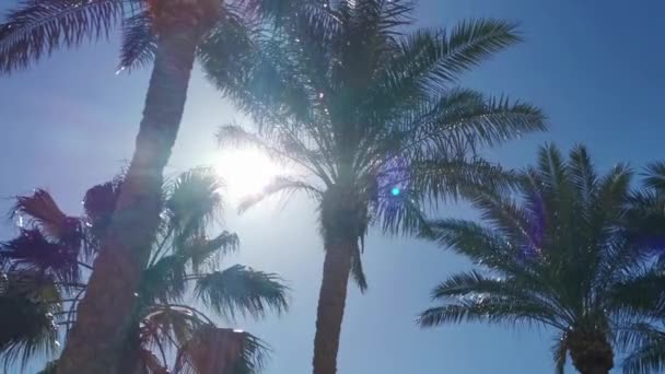 Palmiye ağaçlarının siluetleri gün batımında rüzgarda sallanıyor.. — Stok video