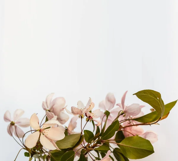 Fresh branch of white cherry blossoms on light pink background. Pastel color. Flat lay. Closeup. Empty place for inspirational text, lovely quote or positive sayings. — 스톡 사진