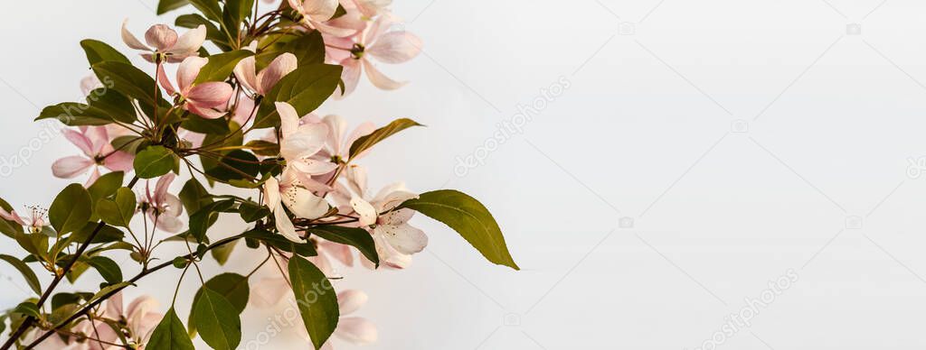 Fresh branch of white cherry blossoms on light pink background. Pastel color. Flat lay. Closeup. Empty place for inspirational text, lovely quote or positive sayings.