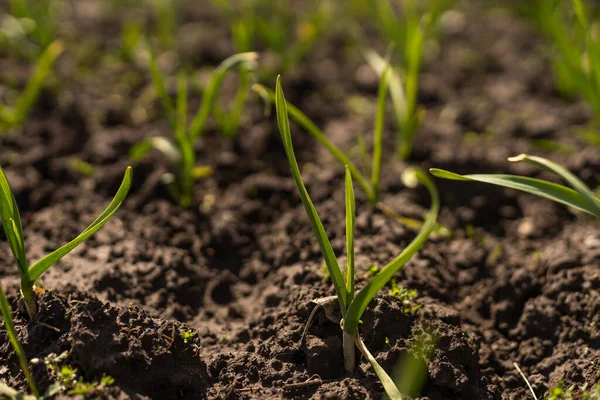 Νέοι πράσινοι βλαστοί της άνοιξης του σκόρδου σε μια ηλιόλουστη μέρα σε ένα φόντο σκούρο χώμα — Φωτογραφία Αρχείου