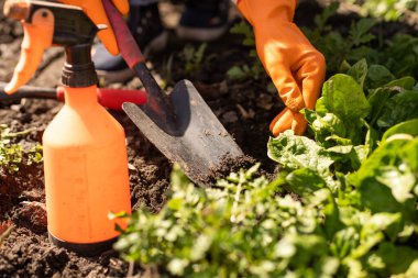 Ev bahçesinden ıspanak topluyorum. Biyo ıspanak