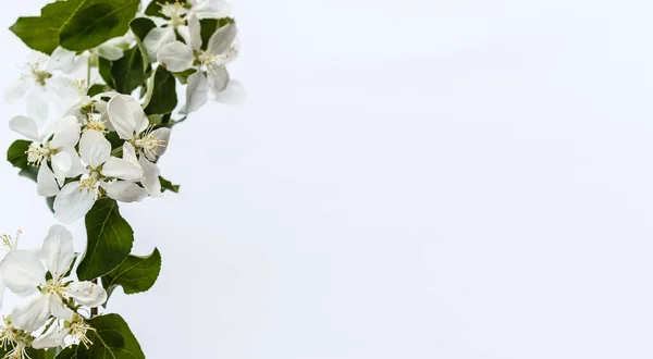 Ramo fresco di fiori di ciliegio bianco su sfondo rosa chiaro. Colore pastello. Piatto. Primo piano. Posto vuoto per testo ispiratore, citazione bella o detti positivi. — Foto Stock