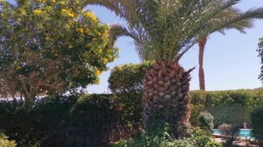 Otel arka planında palmiye ağaçları