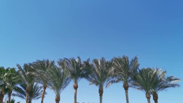 Drzewa palmowe w pogodny słoneczny dzień. Palmy przeciwko błękitnemu niebu. Koncepcja obszarów tropikalnych. Kokosowe drzewa kołyszące się na wietrze. Idealny do obrazu tła — Wideo stockowe