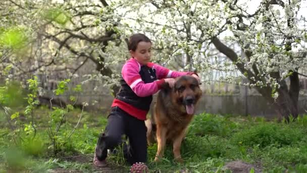 Little blond girl is looking on the shepherd dog outdoors in the park — Stockvideo