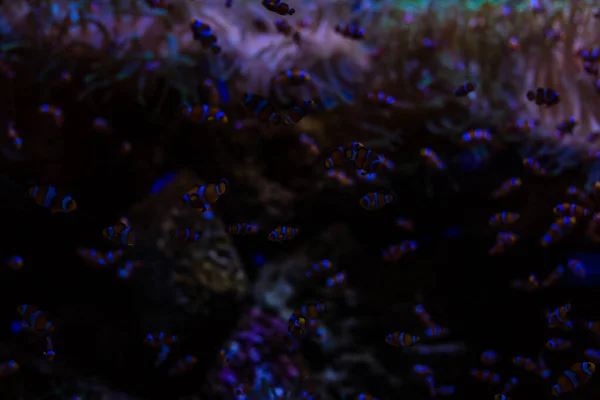 Balık ve mercan dolu bir deniz akvaryumu. — Stok fotoğraf