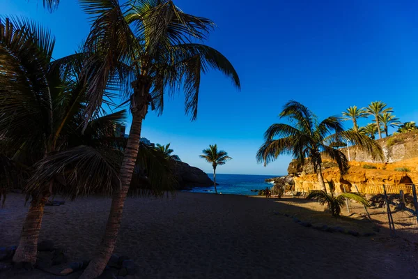 Palm Trees - Τέλειοι φοίνικες ενάντια σε ένα όμορφο γαλάζιο ουρανό και τον ωκεανό, Τενερίφη — Φωτογραφία Αρχείου