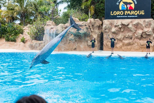 PUERTO DE LA CRUZ, TENERIFE - 7. Januar 2020: Delfinshow im Loro Parque, heute Teneriffas zweitgrößte Attraktion mit Europas größtem Delfinpool. — Stockfoto