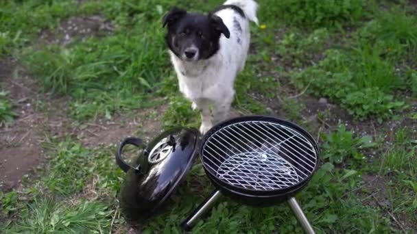 Barbecue grill Staat in een weide tussen het groene gras. Picknick in de natuur. hond dichtbij — Stockvideo