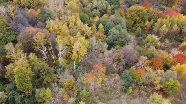 Цветное фоновое изображение осенних листьев идеально подходит для сезонного использования — стоковое видео