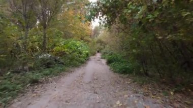 Orman yolunun güzel manzarası