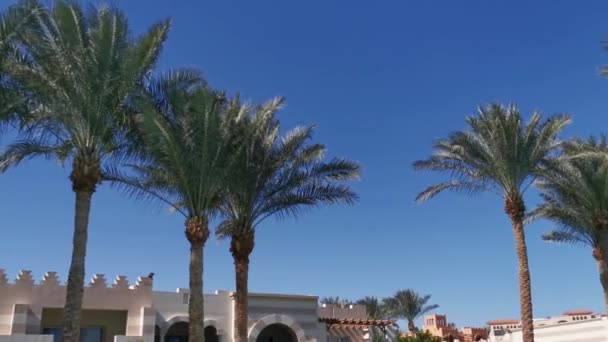 Palmetrær med hotellbakgrunn – stockvideo
