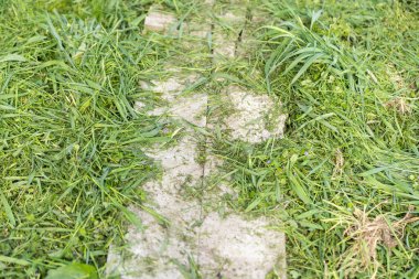 Çimleri biçmek. Bir budayıcı ile uzun çim biçme süreci