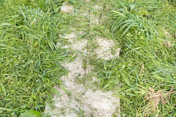 Çimleri biçmek. Bir budayıcı ile uzun çim biçme süreci