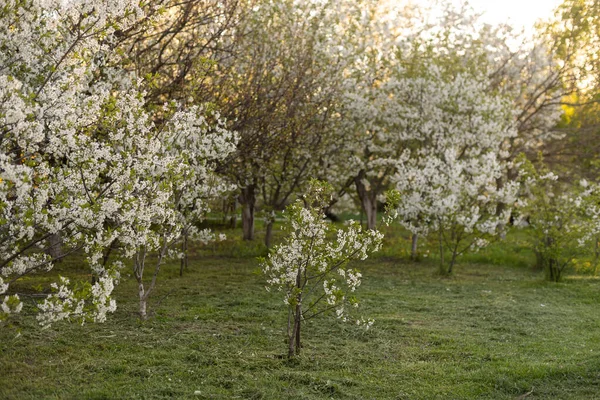 Giardino di mele, fiore su albero. Frutteto fiorito in primavera. Sfondo stagionale. Frutteto fiorito in primavera. Immagine scenografica di alberi in giardino drammatico. Bellezza della terra, Ucraina . — Foto Stock