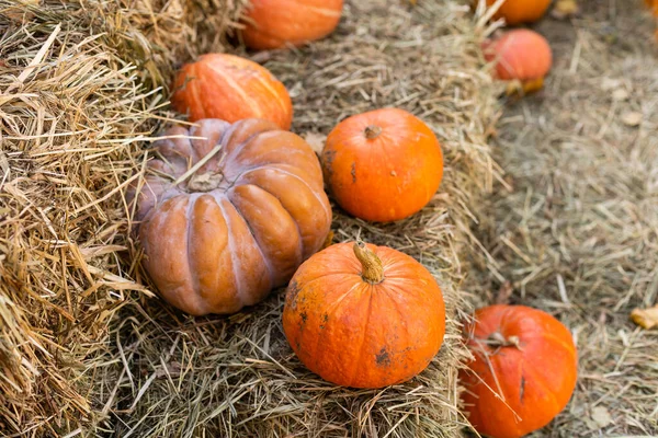Hallowen や秋の背景フィールドでオレンジ色のカボチャ — ストック写真