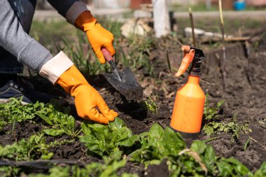 Bahçıvanın elleri bahçeden sebze ekiyor ve topluyor. Eldivenli bahçıvan tohum için toprağı hazırlar..