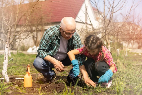 Bahçe bahçesinde büyükbabasıyla küçük bir kız.