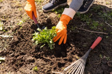 Adam bahçeye mahsul ekiyor..