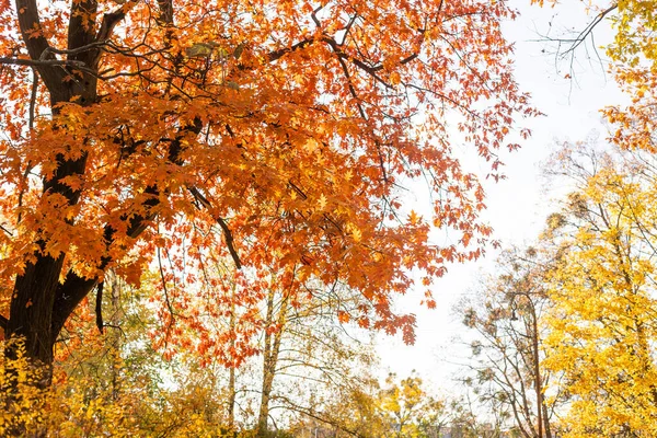 Beau parc d'automne par beau temps ensoleillé — Photo