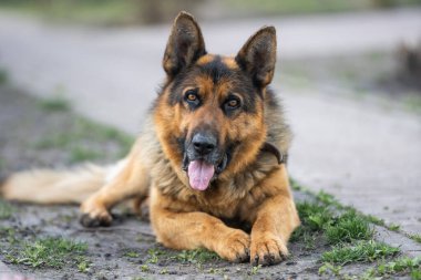 Zeki gözlü ve sivri dilli bir Alman çoban köpeğinin yakın çekimi.