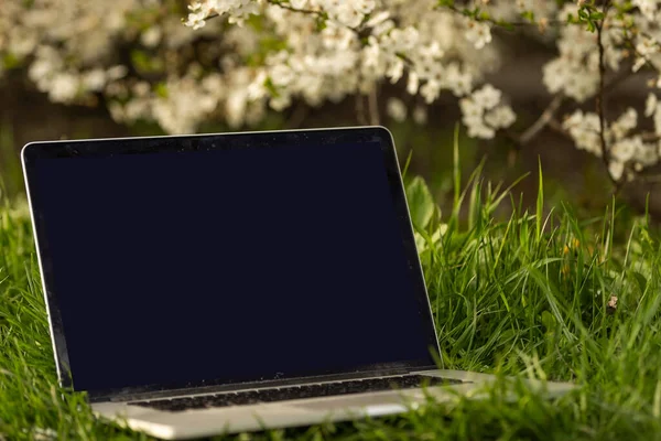 Remote working under the cherry blossoms — Stock Photo, Image