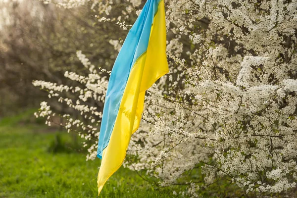 Bandeira de ucraniano em uma árvore de floração no jardim na primavera. Símbolos patrióticos ucranianos, cores da bandeira. Conceito de independência e liberdade. — Fotografia de Stock