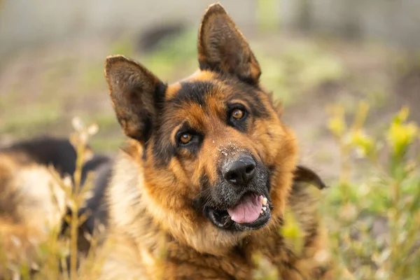 A lovely german shepherd dog —  Fotos de Stock