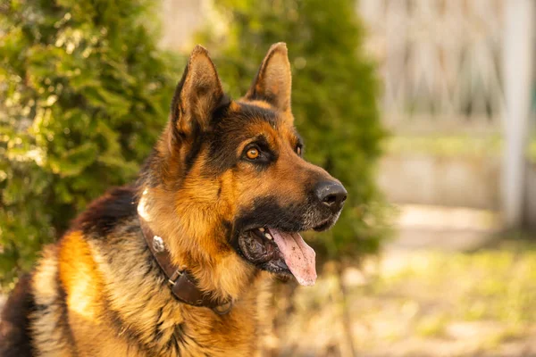 Close-up of a German shepherd with intelligent eyes and protruding tongue —  Fotos de Stock