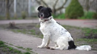 Köpek dışarıda gülümsüyor. Meraklı köpek kameraya bakıyor. Genç melez bir köpeğin yakın plan görüntüsü, doğada dilini dışarı çıkartıyor. Evsiz kırma köpek.