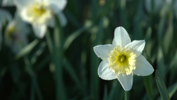 Close up of white and yellow daffodils — стоковое видео
